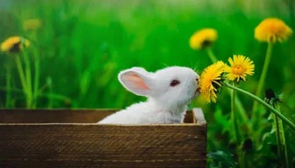 开云app官方入口-英雄联盟韩服天梯排名洗牌中国选手表现抢眼，英雄联盟韩服最新排名